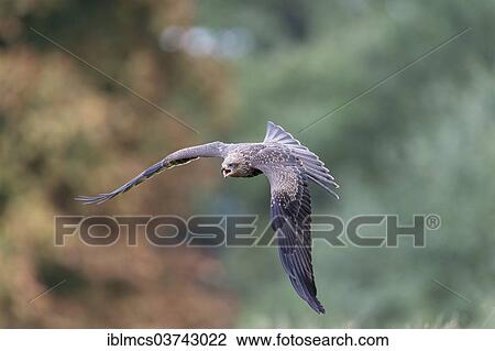Stock Image - "Black Kite (Milvus migrans), captive, Wildpark Neuhaus, Neuhaus im Solling, Lower Saxony, Germany, Europe". Fotosearch