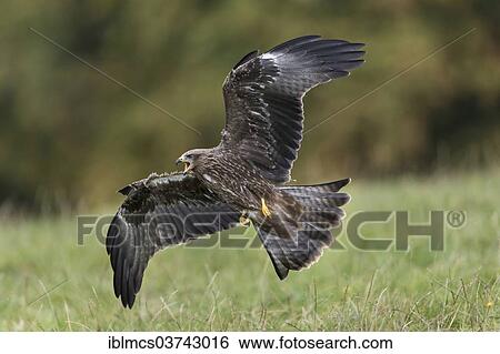"Black Kite (Milvus migrans), captive, Wildpark Neuhaus, Neuhaus im Solling, Lower Saxony, Germany, Europe" View Large Photo Image Stock Photograph - "Black Kite (Milvus migrans), captive, Wildpark Neuhaus, Neuhaus im Solling, Lower Saxony, Germany, Europe". Fotosearch