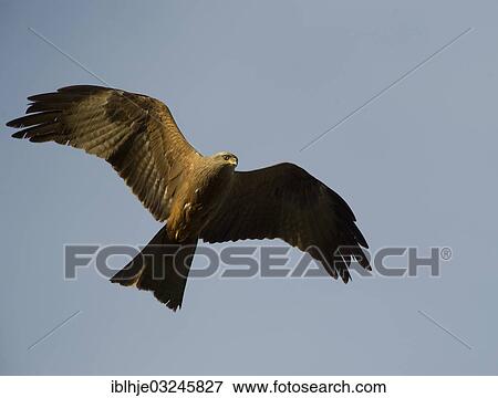 "Black Kite (Milvus migrans), Eifel, Wittlich, Rhineland-Palatinate, Germany, Europe" View Large Photo Image Stock Photo - "Black Kite (Milvus migrans), Eifel, Wittlich, Rhineland-Palatinate, Germany, Europe". Fotosearch