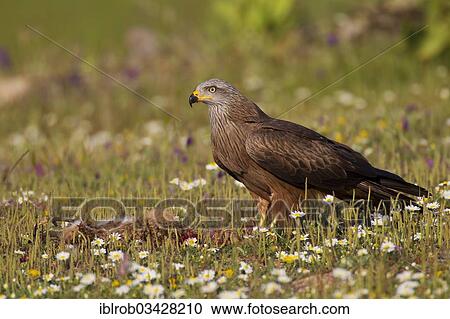 "Black Kite (Milvus migrans) feeding on a dead hare, Extremadura, Spain, Europe" View Large Photo Image Stock Image - "Black Kite (Milvus migrans) feeding on a dead hare, Extremadura, Spain, Europe". Fotosearch