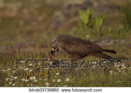 "Black Kite (Milvus migrans) feeding on the carcass of a red-legged partridge, Extremadura, Spain, Europe" View Large Photo Image Stock Image - "Black Kite (Milvus migrans) feeding on the carcass of a red-legged partridge, Extremadura, Spain, Europe". Fotosearch
