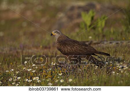 "Black Kite (Milvus migrans) feeding on the carcass of a red-legged partridge, Extremadura, Spain, Europe" View Large Photo Image Stock Image - "Black Kite (Milvus migrans) feeding on the carcass of a red-legged partridge, Extremadura, Spain, Europe". Fotosearch