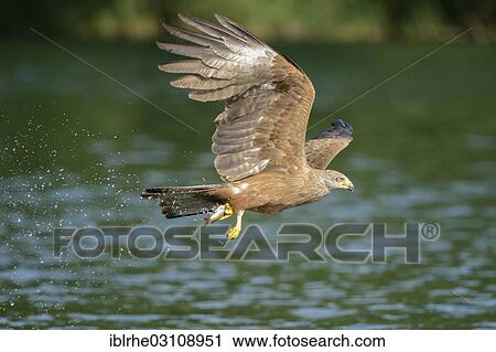 Stock Image - "Black Kite (Milvus migrans) in flight with a caught fish, Feldberg Lake District, Mecklenburgische Seenplatte, Mecklenburg-Western Pomerania, Germany, Europe". Fotosearch