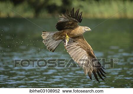 "Black Kite (Milvus migrans) in flight with a caught fish, Feldberg Lake District, Mecklenburgische Seenplatte, Mecklenburg-Western Pomerania, Germany, Europe" View Large Photo Image Stock Image - "Black Kite (Milvus migrans) in flight with a caught fish, Feldberg Lake District, Mecklenburgische Seenplatte, Mecklenburg-Western Pomerania, Germany, Europe". Fotosearch