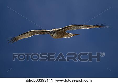 "Black Kite (Milvus migrans) in flight, Pyrenees, Aragon, Spain, Europe" View Large Photo Image Stock Image - "Black Kite (Milvus migrans) in flight, Pyrenees, Aragon, Spain, Europe". Fotosearch