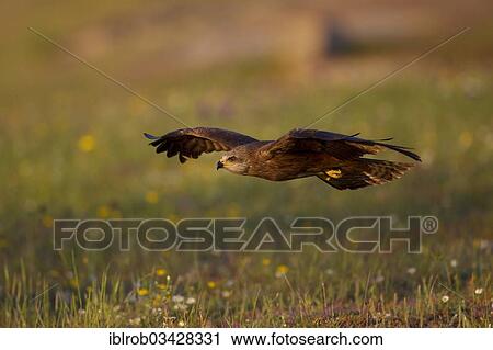 "Black Kite (Milvus migrans) in flight, Extremadura, Spain, Europe" View Large Photo Image Stock Image - "Black Kite (Milvus migrans) in flight, Extremadura, Spain, Europe". Fotosearch