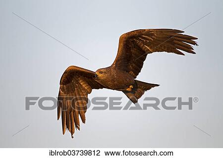 "Black Kite (Milvus migrans) in flight, Extremadura, Spain, Europe" View Large Photo Image Stock Image - "Black Kite (Milvus migrans) in flight, Extremadura, Spain, Europe". Fotosearch