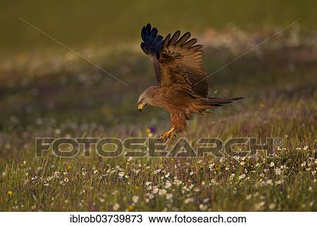 "Black Kite (Milvus migrans) in flight, Extremadura, Spain, Europe" View Large Photo Image Stock Image - "Black Kite (Milvus migrans) in flight, Extremadura, Spain, Europe". Fotosearch