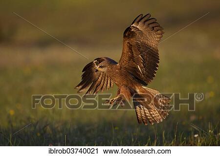 "Black Kite (Milvus migrans) in flight, Extremadura, Spain, Europe" View Large Photo Image Stock Image - "Black Kite (Milvus migrans) in flight, Extremadura, Spain, Europe". Fotosearch