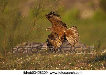 "Black Kite (Milvus migrans) in flight, Extremadura, Spain, Europe" View Large Photo Image Stock Photo - "Black Kite (Milvus migrans) in flight, Extremadura, Spain, Europe". Fotosearch