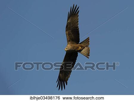 "Black Kite (Milvus migrans) in flight, Bitburg, Rhineland-Palatinate, Germany, Europe" View Large Photo Image Stock Photograph - "Black Kite (Milvus migrans) in flight, Bitburg, Rhineland-Palatinate, Germany, Europe". Fotosearch