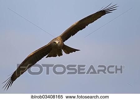 "Black Kite (Milvus migrans) in flight, Potsdam, Brandenburg, Germany, Europe" View Large Photo Image Stock Photography - "Black Kite (Milvus migrans) in flight, Potsdam, Brandenburg, Germany, Europe". Fotosearch