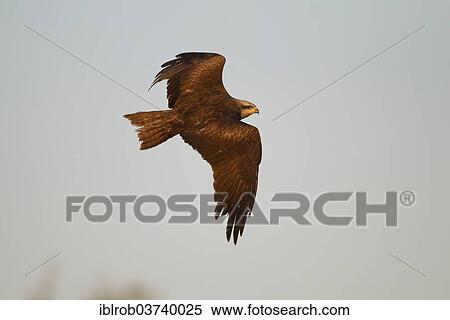 Stock Photography - "Black Kite (Milvus migrans) in flight, Extremadura, Spain, Europe". Fotosearch