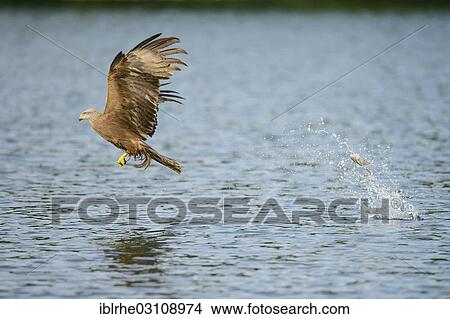 "Black Kite (Milvus migrans) is unsuccessful in catching a fish, Feldberg Lake District, Mecklenburgische Seenplatte, Mecklenburg-Western Pomerania, Germany, Europe" View Large Photo Image Picture - "Black Kite (Milvus migrans) is unsuccessful in catching a fish, Feldberg Lake District, Mecklenburgische Seenplatte, Mecklenburg-Western Pomerania, Germany, Europe". Fotosearch