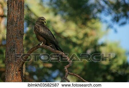 "Black Kite (Milvus migrans), Karelia, Finland, Europe" View Large Photo Image Stock Photo - "Black Kite (Milvus migrans), Karelia, Finland, Europe". Fotosearch