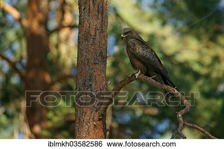 "Black Kite (Milvus migrans), Karelia, Finland, Europe" View Large Photo Image Stock Photograph - "Black Kite (Milvus migrans), Karelia, Finland, Europe". Fotosearch