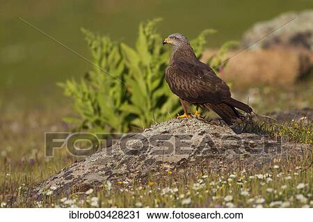 Stock Image - "Black Kite (Milvus migrans), Extremadura, Spain, Europe". Fotosearch
