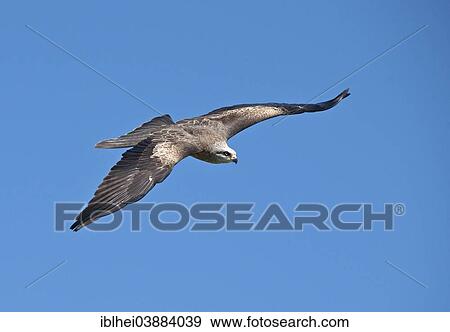 "Black Kite (Milvus migrans), Carinthia, Austria, Europe" View Large Photo Image Stock Photo - "Black Kite (Milvus migrans), Carinthia, Austria, Europe". Fotosearch