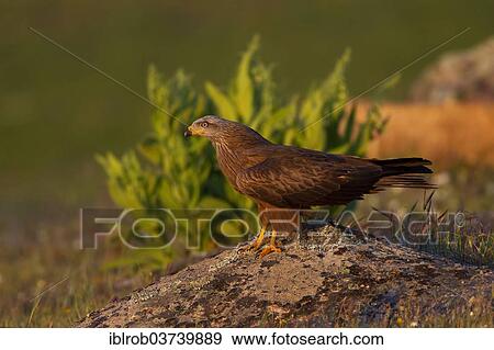 "Black Kite (Milvus migrans), Extremadura, Spain, Europe" View Large Photo Image Stock Photo - "Black Kite (Milvus migrans), Extremadura, Spain, Europe". Fotosearch