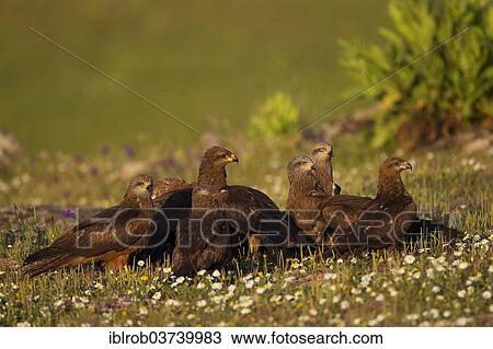 "Black Kites (Milvus migrans) feeding on the carcass of a hare, Extremadura, Spain, Europe" View Large Photo Image Stock Image - "Black Kites (Milvus migrans) feeding on the carcass of a hare, Extremadura, Spain, Europe". Fotosearch