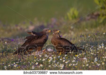 "Black Kites (Milvus migrans) feeding on the carcass of a hare, Extremadura, Spain, Europe" View Large Photo Image Stock Photo - "Black Kites (Milvus migrans) feeding on the carcass of a hare, Extremadura, Spain, Europe". Fotosearch