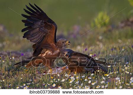 "Black Kites (Milvus migrans) feeding on the carcass of a hare, Extremadura, Spain, Europe" View Large Photo Image Stock Photo - "Black Kites (Milvus migrans) feeding on the carcass of a hare, Extremadura, Spain, Europe". Fotosearch