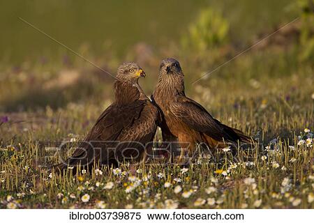 "Black Kites (Milvus migrans) feeding on the carcass of a hare, Extremadura, Spain, Europe" View Large Photo Image Stock Photography - "Black Kites (Milvus migrans) feeding on the carcass of a hare, Extremadura, Spain, Europe". Fotosearch