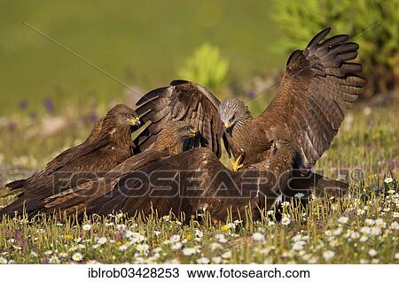 "Black Kites (Milvus migrans), Extremadura, Spain, Europe" View Large Photo Image Stock Image - "Black Kites (Milvus migrans), Extremadura, Spain, Europe". Fotosearch
