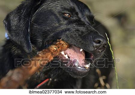 Black labrador playing with a stick View Large Photo Image Picture - Black labrador playing with a stick. Fotosearch