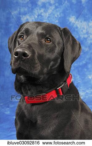 "Black Labrador Retriever dog, male, portrait, Germany, Europe" View Large Photo Image Stock Photograph - "Black Labrador Retriever dog, male, portrait, Germany, Europe". Fotosearch
