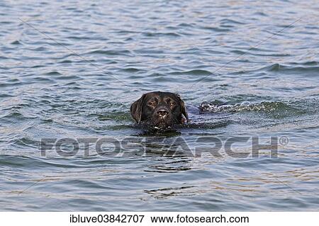 "Black Labrador Retriever, dog, swimming" View Large Photo Image Stock Photo - "Black Labrador Retriever, dog, swimming". Fotosearch