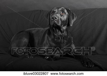 "Black Labrador Retriever, male, lying on a black sofa, Germany, Europe" View Large Photo Image Stock Photo - "Black Labrador Retriever, male, lying on a black sofa, Germany, Europe". Fotosearch