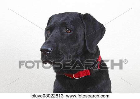 "Black Labrador Retriever, male, portrait, Germany, Europe" View Large Photo Image Stock Image - "Black Labrador Retriever, male, portrait, Germany, Europe". Fotosearch