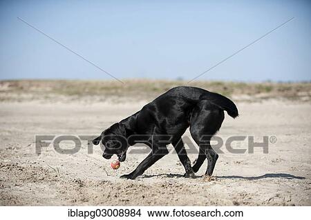 "Black Labrador Retriever playing with a ball, Germany, Europe" View Large Photo Image Picture - "Black Labrador Retriever playing with a ball, Germany, Europe". Fotosearch