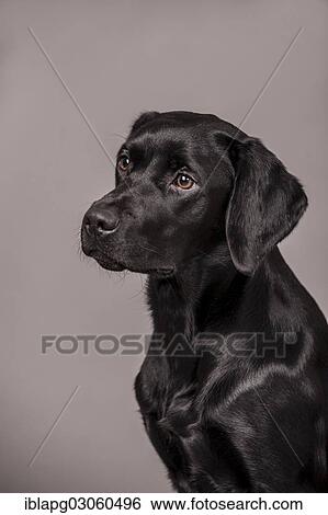 "Black Labrador Retriever, portrait" View Large Photo Image Stock Photograph - "Black Labrador Retriever, portrait". Fotosearch