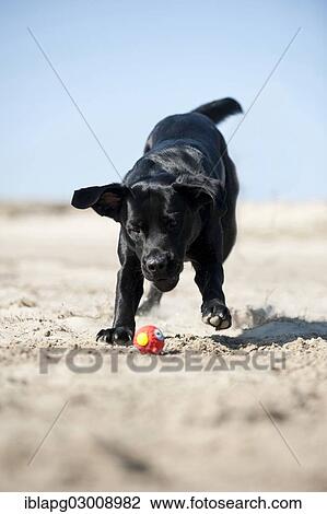 "Black Labrador Retriever running after a ball, Germany, Europe" View Large Photo Image Stock Image - "Black Labrador Retriever running after a ball, Germany, Europe". Fotosearch