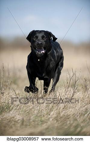 "Black Labrador Retriever running after a ball, Germany, Europe" View Large Photo Image Stock Photo - "Black Labrador Retriever running after a ball, Germany, Europe". Fotosearch