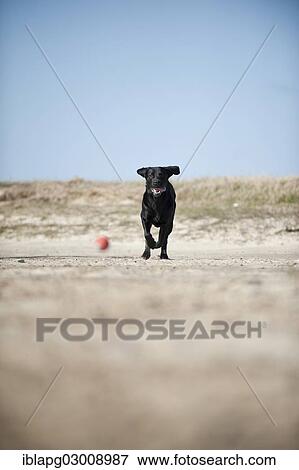 Stock Photo - "Black Labrador Retriever running after a ball, Germany, Europe". Fotosearch