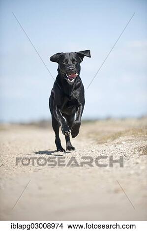 "Black Labrador Retriever running, Germany, Europe" View Large Photo Image Picture - "Black Labrador Retriever running, Germany, Europe". Fotosearch