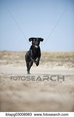 Stock Image - "Black Labrador Retriever running, Germany, Europe". Fotosearch