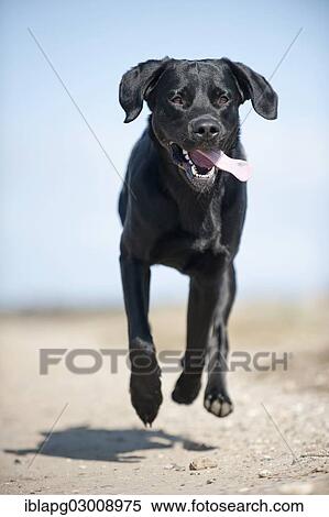 "Black Labrador Retriever running, Germany, Europe" View Large Photo Image Stock Photography - "Black Labrador Retriever running, Germany, Europe". Fotosearch