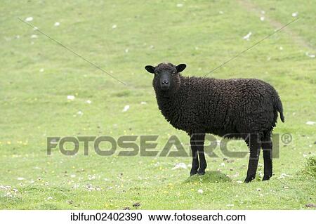 "Black lamb on Buness, Shetland Islands, Scotland, United Kingdom, Europe" View Large Photo Image Stock Image - "Black lamb on Buness, Shetland Islands, Scotland, United Kingdom, Europe". Fotosearch