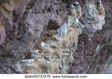 "Black-legged Kittiwake (Rissa tridactyla, Larus tridactyla) nesting on a cliff, Dunbar, Scotland, United Kingdom, Europe" View Large Photo Image Stock Photo - "Black-legged Kittiwake (Rissa tridactyla, Larus tridactyla) nesting on a cliff, Dunbar, Scotland, United Kingdom, Europe". Fotosearch