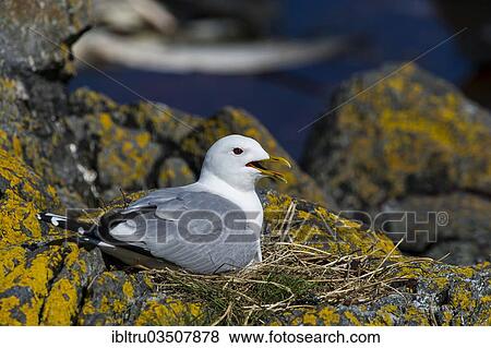 "Black-legged Kittiwake (Rissa tridactyla), adult bird sitting in a nest, Runde, More og Romsdal, Norway, Europe" View Large Photo Image Stock Photo - "Black-legged Kittiwake (Rissa tridactyla), adult bird sitting in a nest, Runde, More og Romsdal, Norway, Europe". Fotosearch