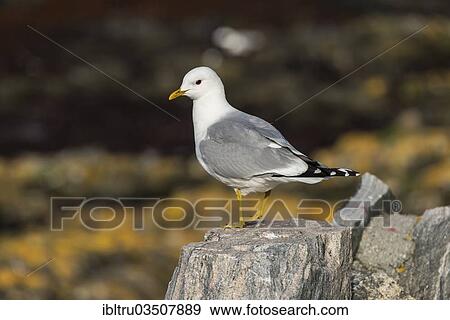"Black-legged Kittiwake (Rissa tridactyla), adult bird standing on a stone, Runde, More og Romsdal, Norway, Europe" View Large Photo Image Stock Photo - "Black-legged Kittiwake (Rissa tridactyla), adult bird standing on a stone, Runde, More og Romsdal, Norway, Europe". Fotosearch