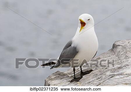 "Black-legged Kittiwake (Rissa tridactyla), adult, calling, standing on rocky outcrop, Inner Farne, Farne Islands, Northumberland, England, United Kingdom, Europe" View Large Photo Image Stock Photography - "Black-legged Kittiwake (Rissa tridactyla), adult, calling, standing on rocky outcrop, Inner Farne, Farne Islands, Northumberland, England, United Kingdom, Europe". Fotosearch