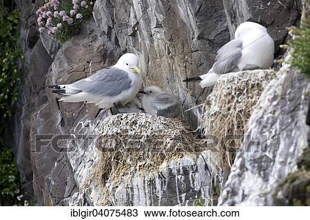 "Black-legged Kittiwakes (Rissa tridactyla) with chick, Iceland, Europe" View Large Photo Image Stock Image - "Black-legged Kittiwakes (Rissa tridactyla) with chick, Iceland, Europe". Fotosearch
