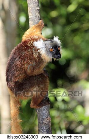 Stock Photo - "Black Lemur (Eulemur macaco), female on a tree, Nosy Komba, Madagascar, Africa". Fotosearch