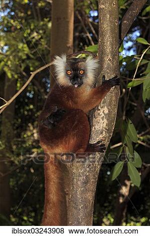 Stock Photo - "Black Lemurs (Eulemur macaco), female with a cub on a tree, Nosy Komba, Madagascar, Africa". Fotosearch