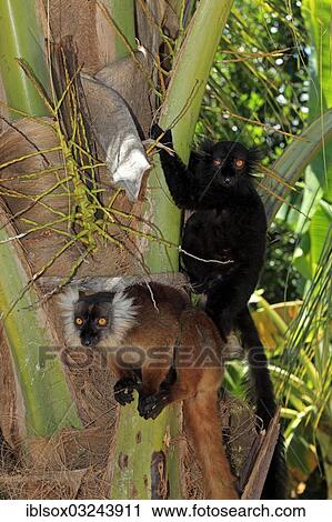 Stock Image - "Black Lemurs (Eulemur macaco), pair on a tree, Nosy Komba, Madagascar, Africa". Fotosearch
